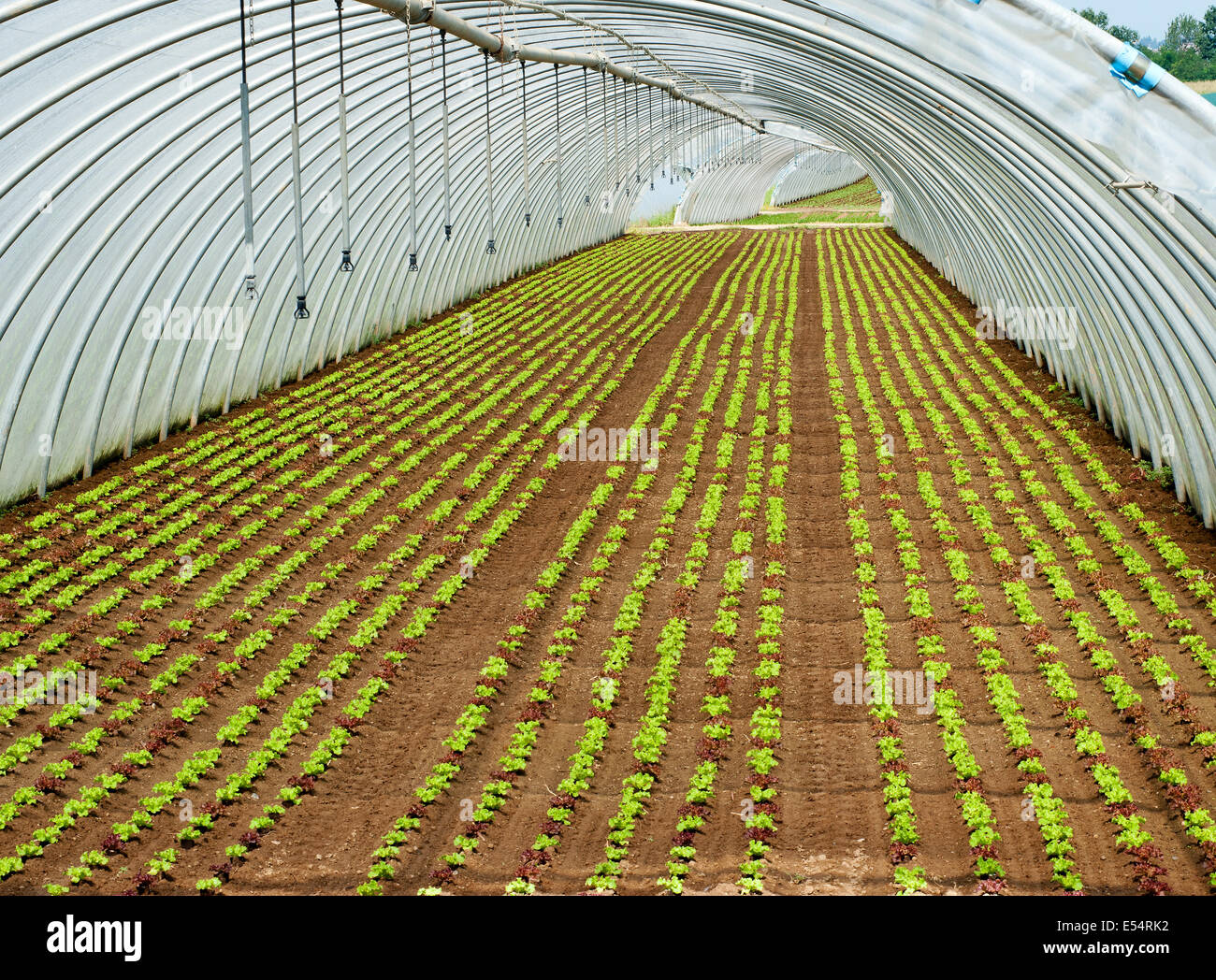 Crop of seedlings being cultivated in a tunnel on a farm with rows of green plants receding down the length of the tunnel Stock Photo