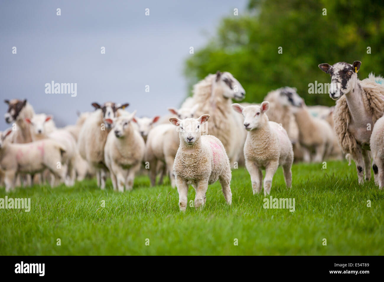 Sheep and Lambs in a field Stock Photo - Alamy