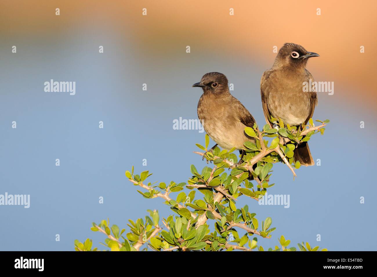 Two Cape Bulbuls (Pycnonotus capensis), juvenile on the left, Addo National Park, Eastern Cape, South Africa, Africa Stock Photo