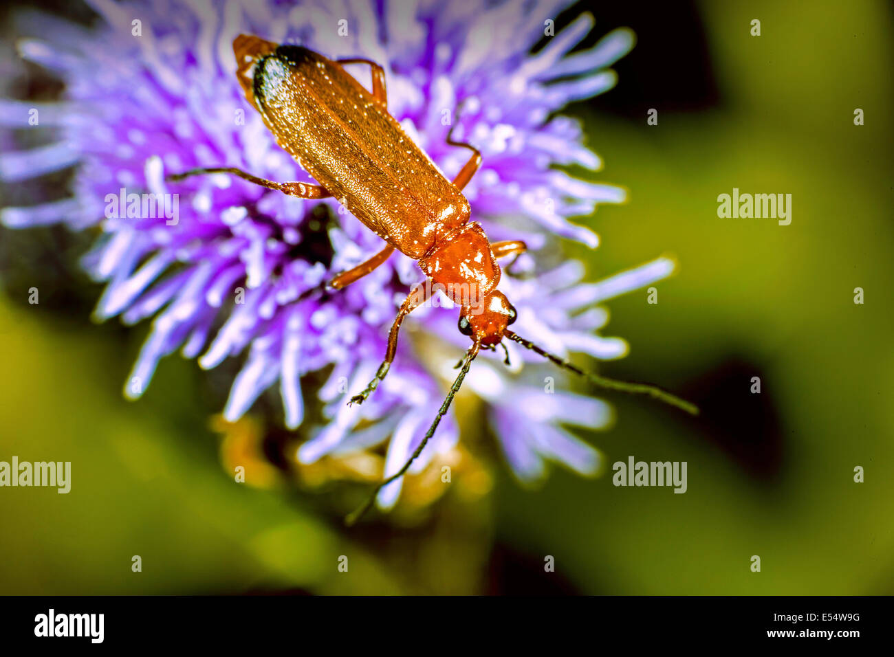 Common red soldier beetle from wikipedia hires stock photography and