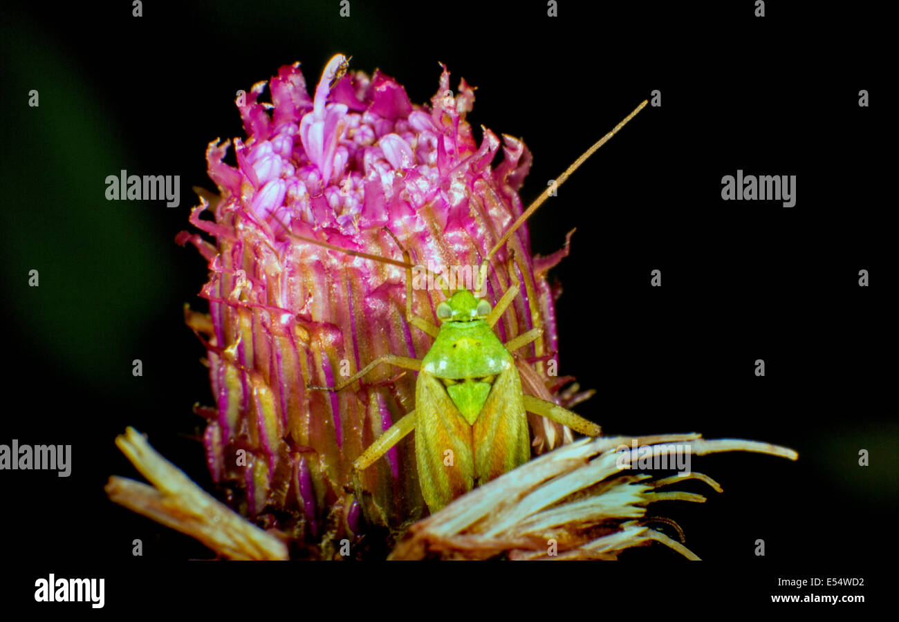 Green Beetle on a flower Stock Photo