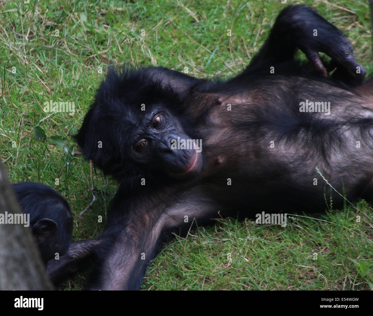 Bonobo or (formerly) Pygmy Chimpanzee (Pan Paniscus) in a natural setting Stock Photo