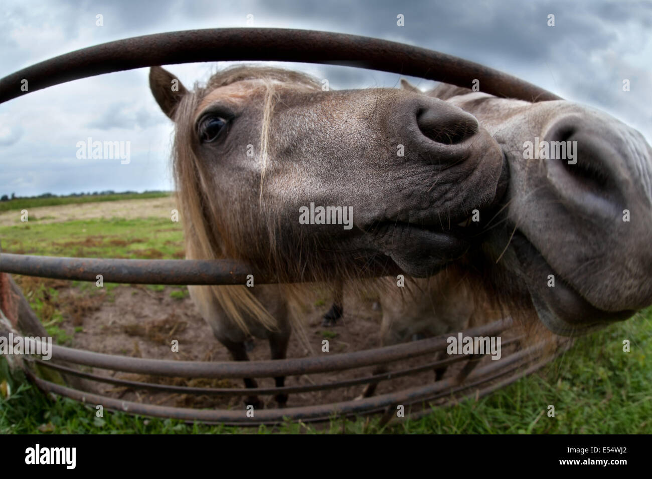 two pony kissing on pasture close up Stock Photo