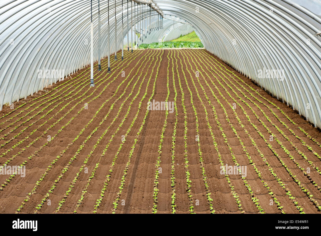 View along the length with receding perspective of rows of salad seedlings planted in an agricultural tunnel on a farm Stock Photo