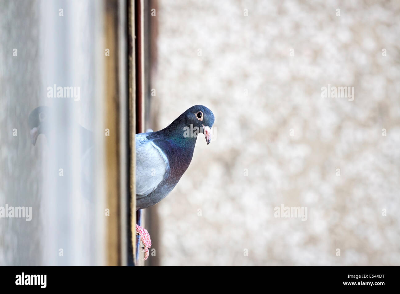 Bird flying into window hires stock photography and images Alamy