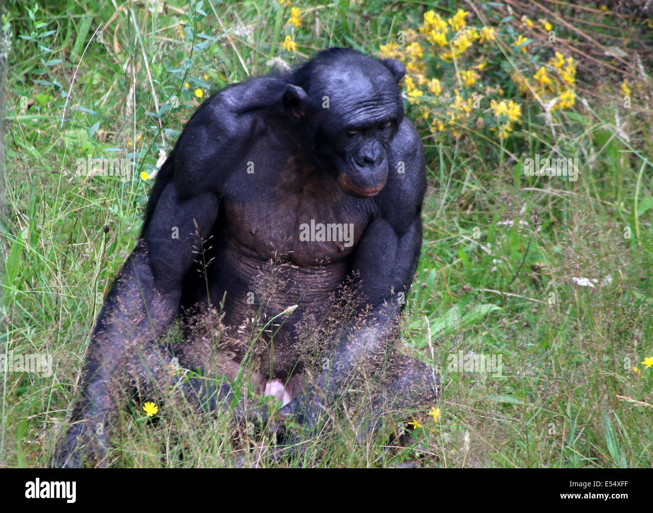 Mature male Bonobo or (formerly) Pygmy Chimpanzee (Pan Paniscus) in a natural setting Stock Photo