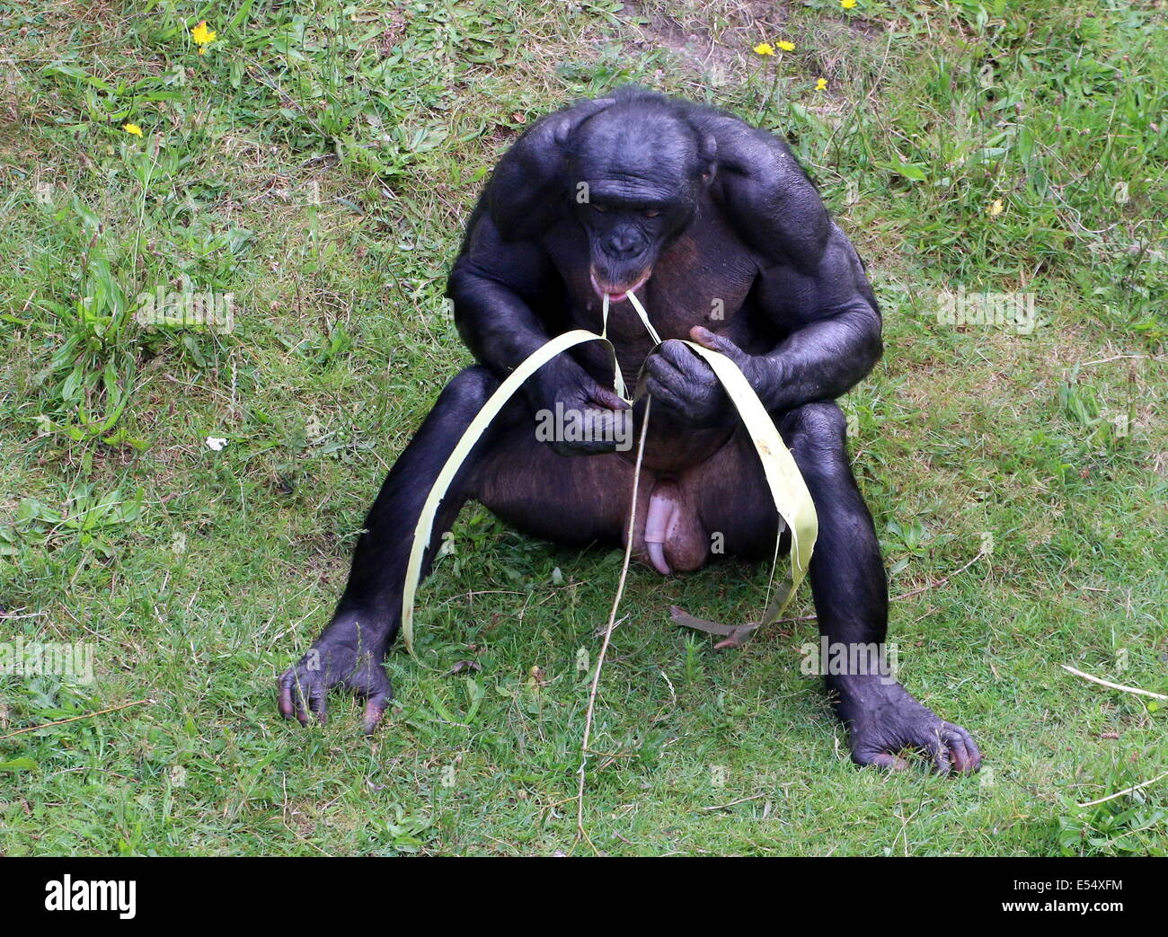 Mature male Bonobo or (formerly) Pygmy Chimpanzee (Pan Paniscus) in a  natural setting, showing an erect penis while eating Stock Photo - Alamy