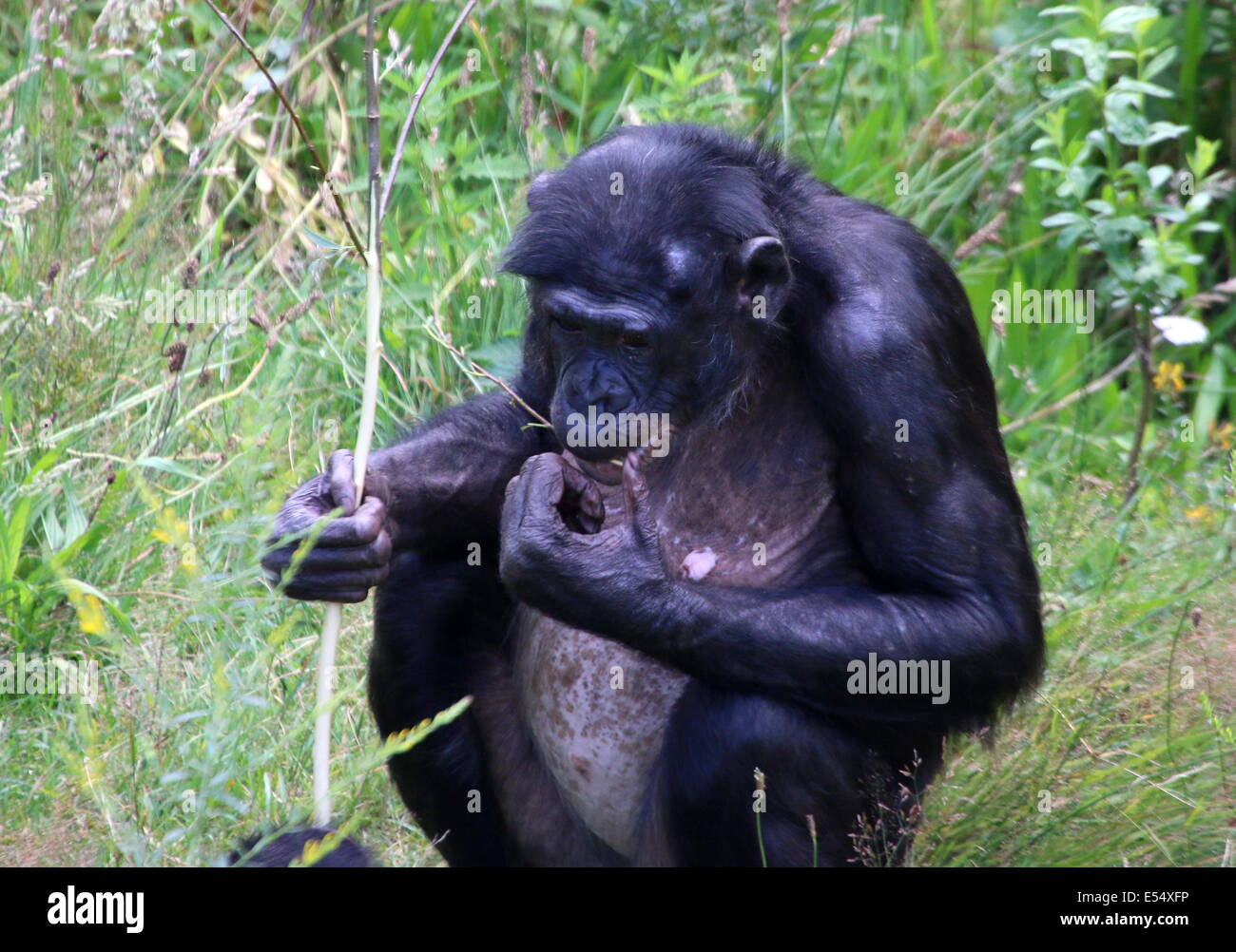 Mature Female Bonobo or (formerly) Pygmy Chimpanzee (Pan Paniscus) in a natural setting Stock Photo