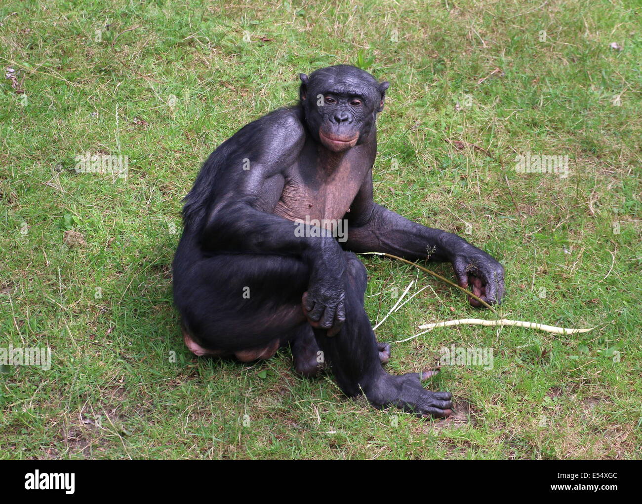 Mature male Bonobo or (formerly) Pygmy Chimpanzee (Pan Paniscus) lying down on his side Stock Photo