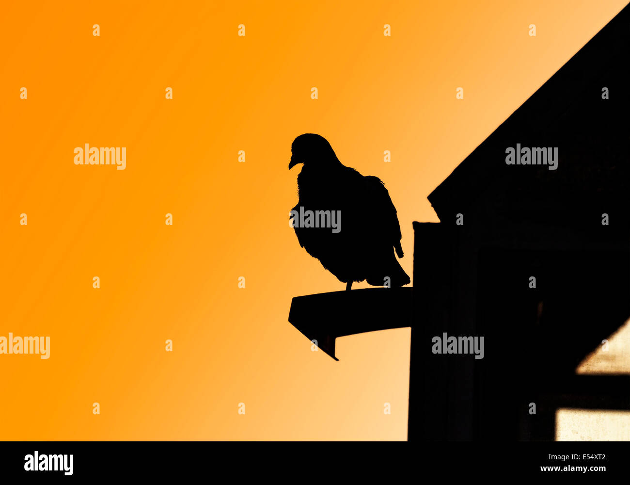 Pigeon black silhouette on roof. Stock Photo