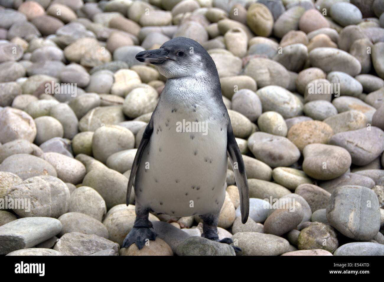 Penguin standing on stones. Stock Photo