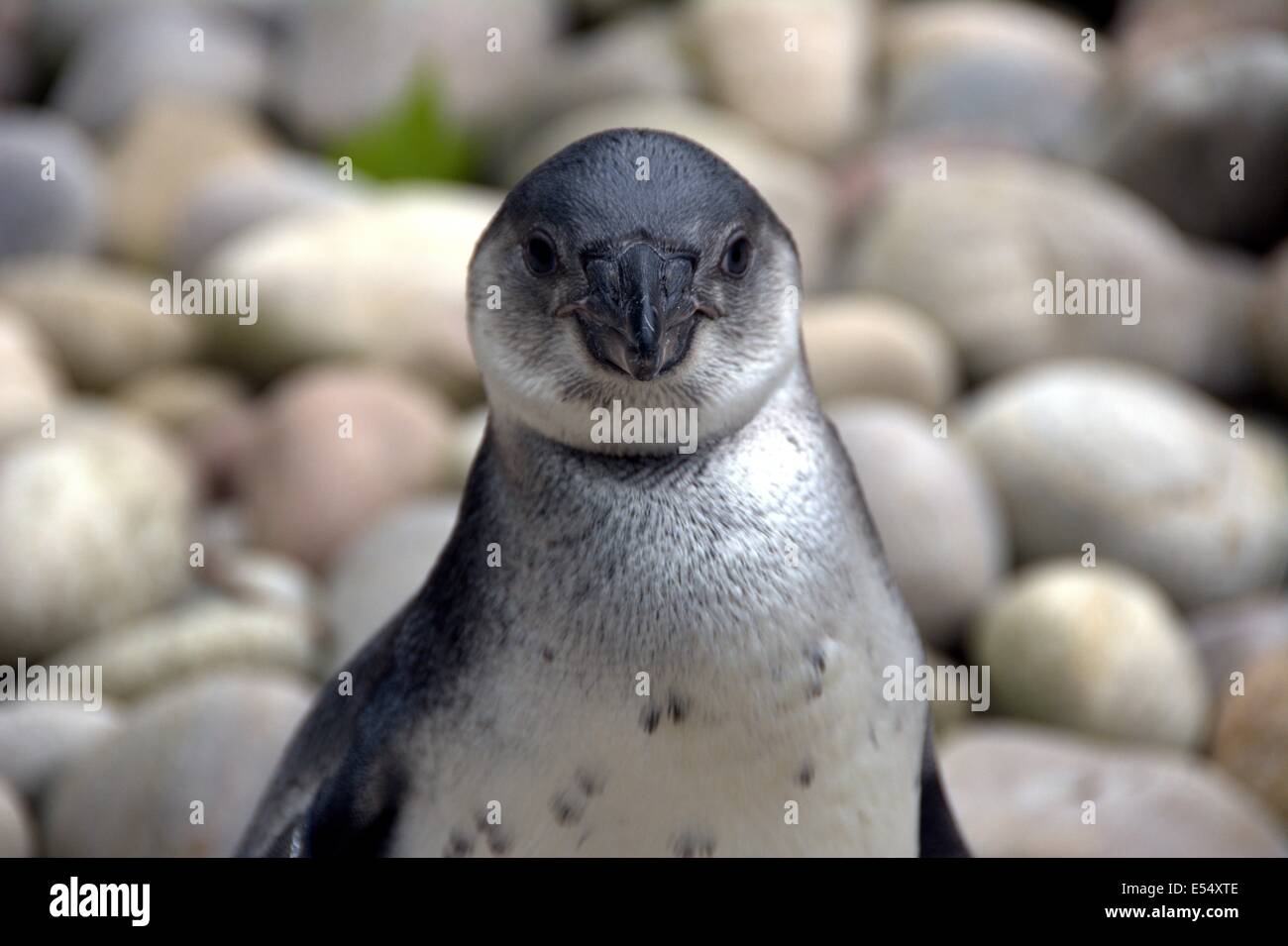 Penguin portrait full face view blurred stones background. Stock Photo