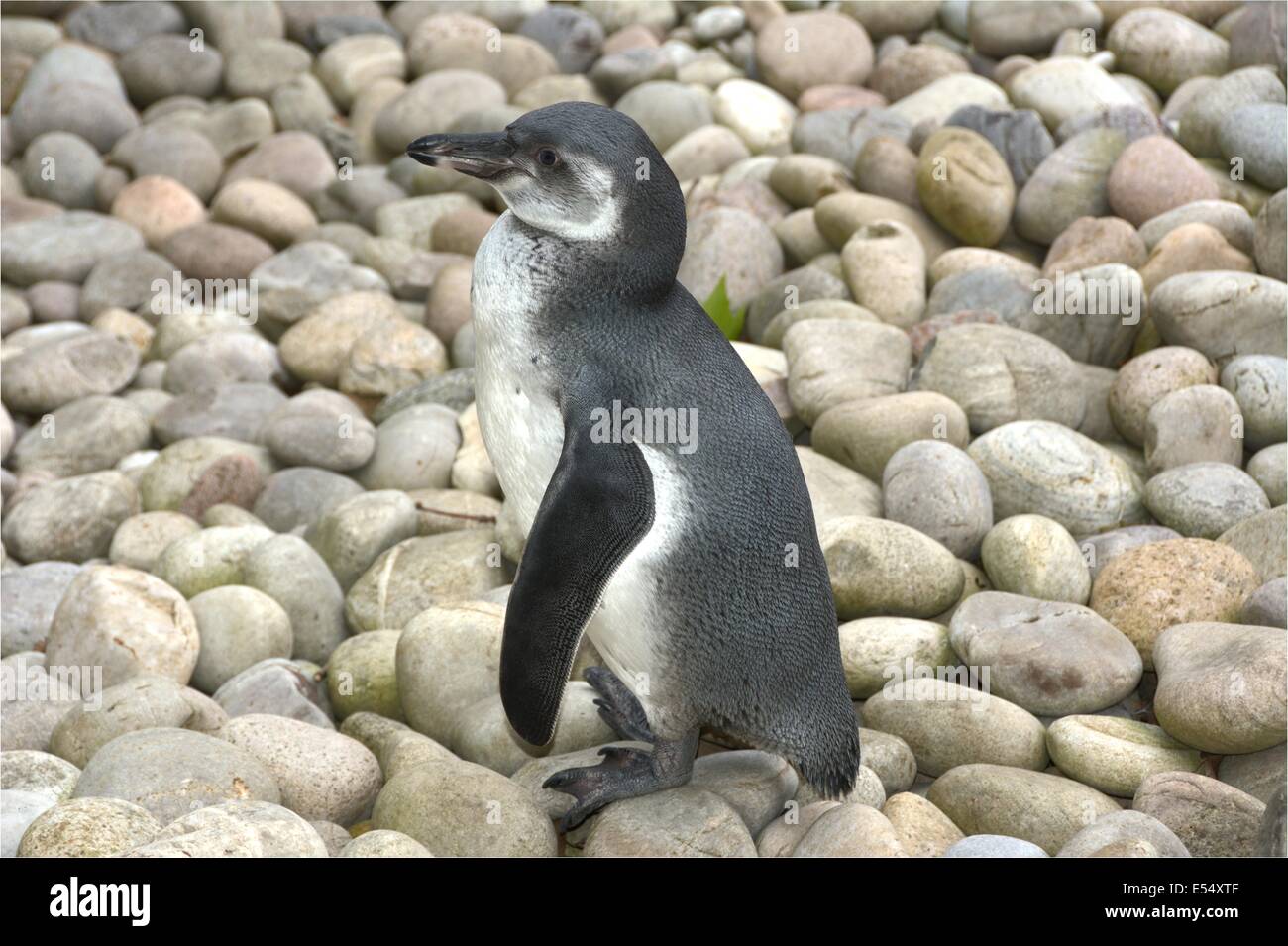 Penguin left side standing on stones. Stock Photo
