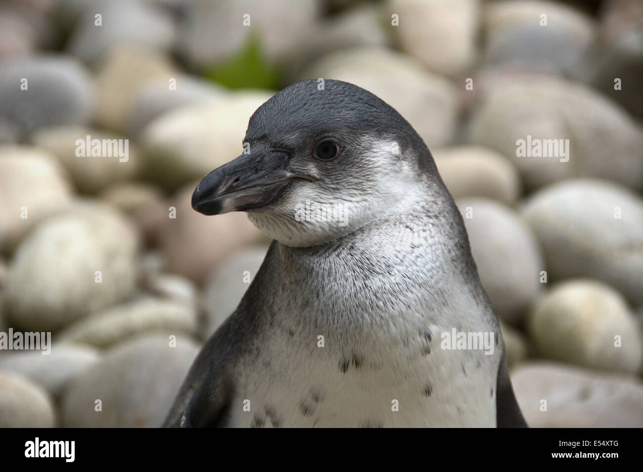 Portrait of a penguin left side of face. Stock Photo