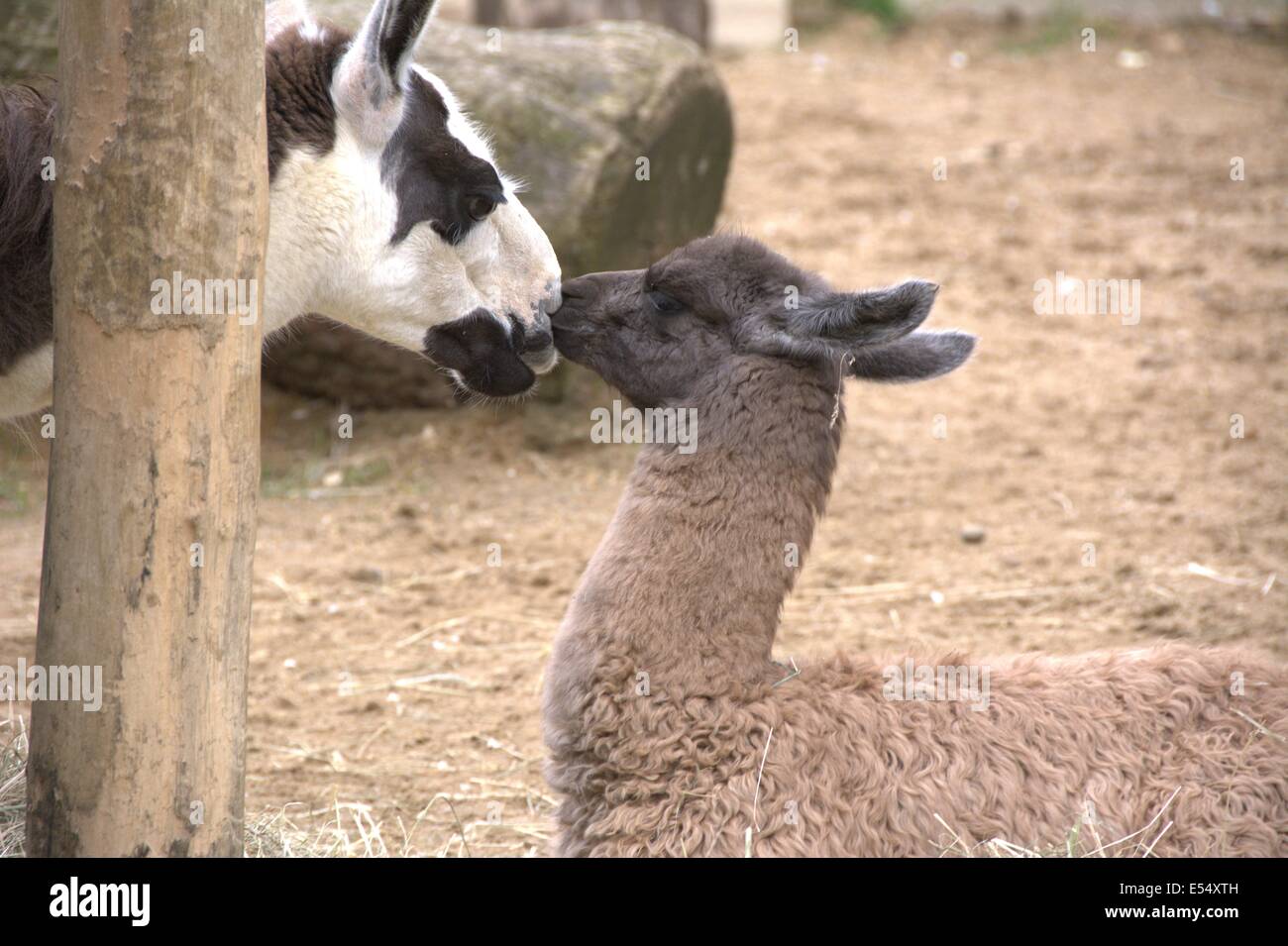 Mother llama and child llama kissing Stock Photo