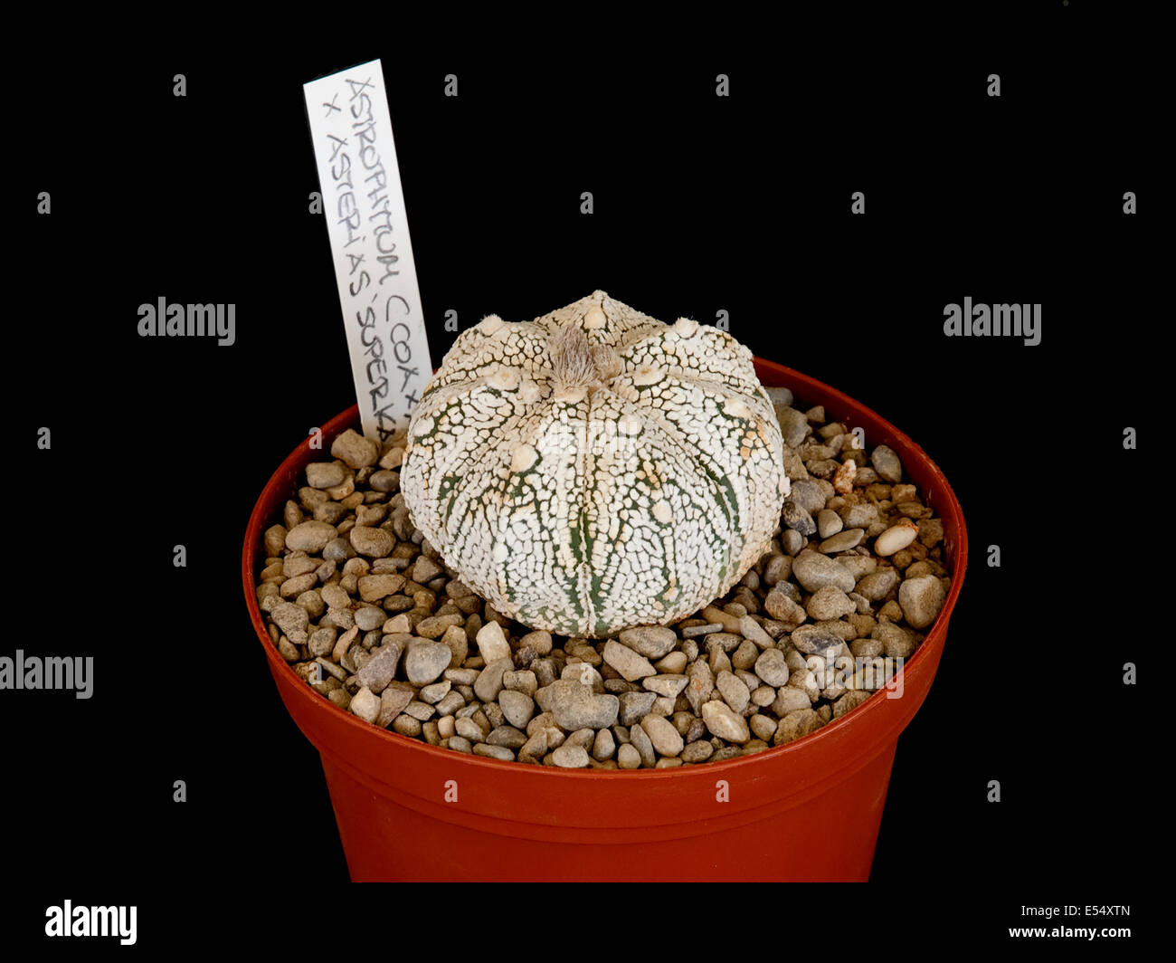Astrophytum coahuilense x super Kabuto, potted plant Stock Photo
