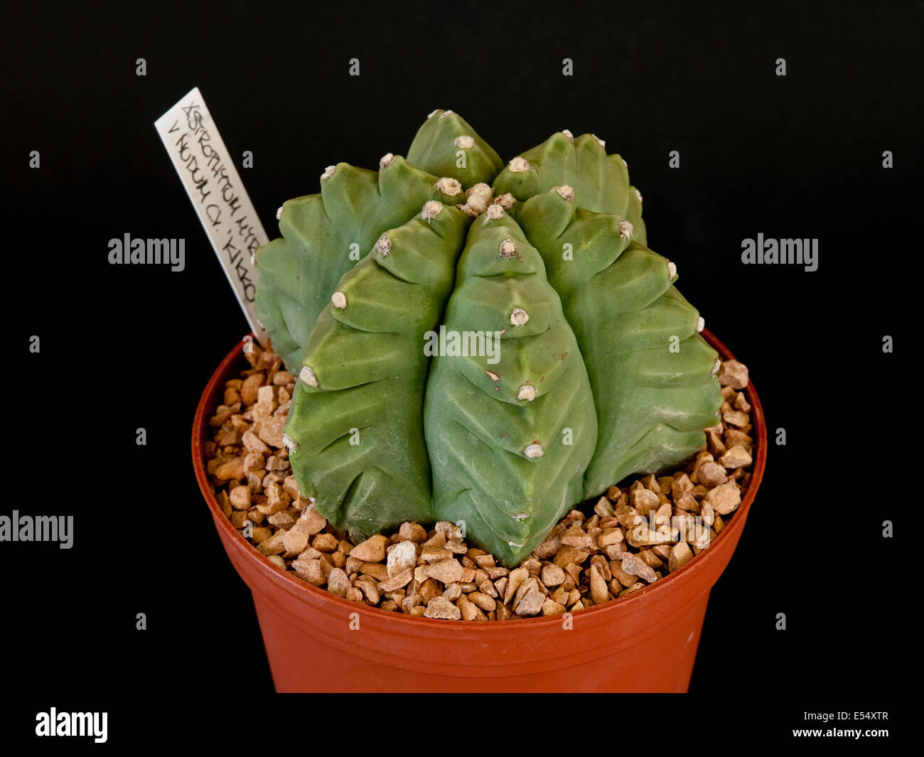 Astrophytum myriostigma v. nudum cv. Kikko, potted plant Stock Photo - Alamy