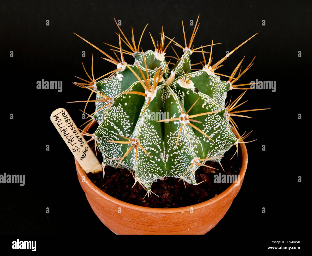 Astrophytum myriostigma, potted plant Stock Photo