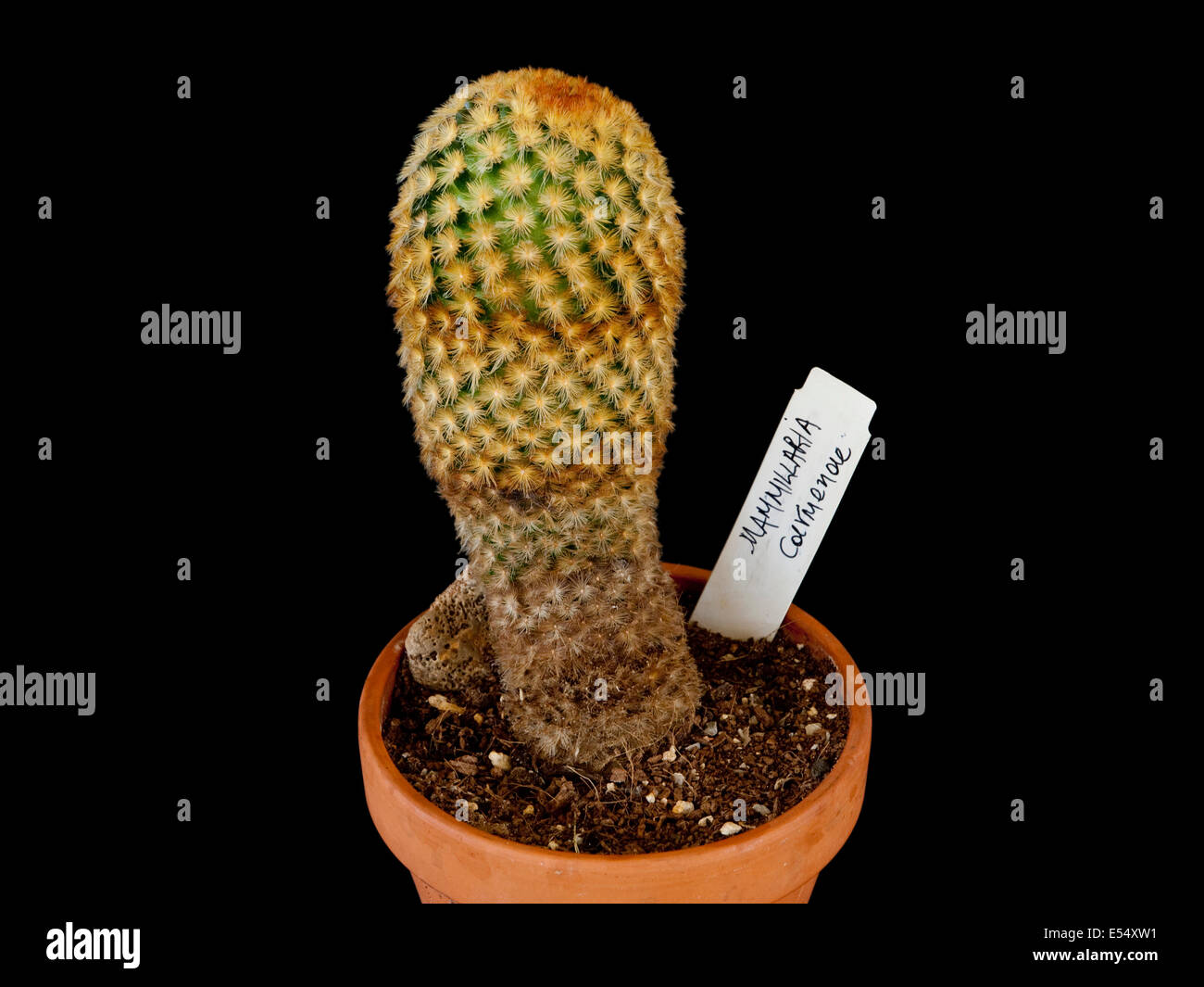 Mammilaria carmenae, potted plant Stock Photo