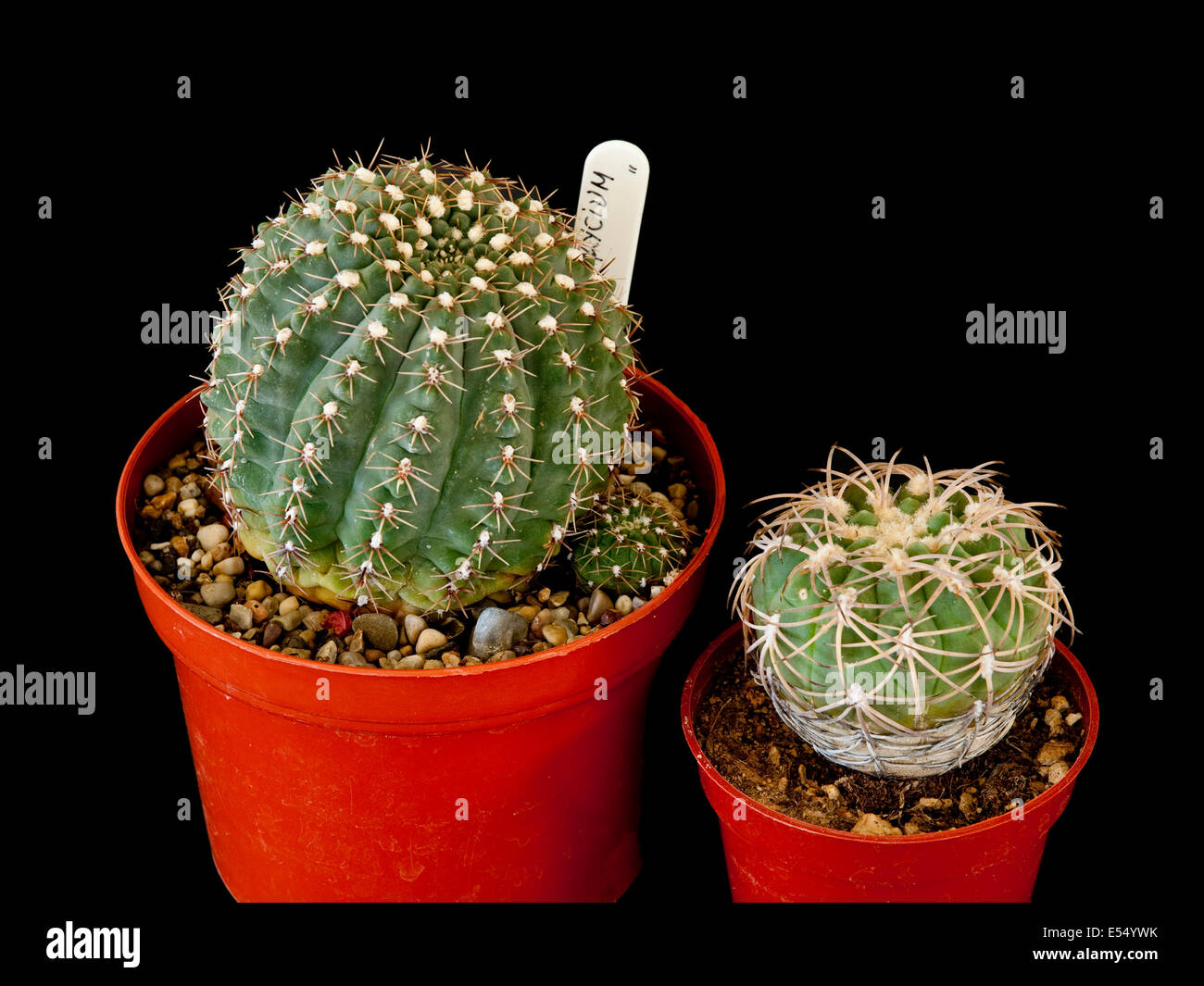 Two potted Gymnocalycium cacti, studio shot Stock Photo