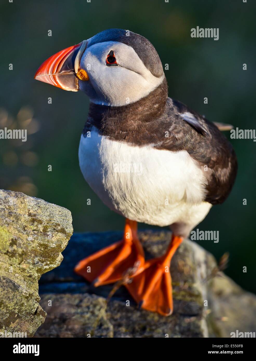 Alesund, Norway. 12th July, 2014. An Atlantic puffin (Fratercula arctica) is pictured on Norwegian island Runde (Goksøyr) near Alesund, Norway, 12 July 2014. The Atlantic puffin is about as tall as a domestic pigeon. Photo: Patrick Pleul/dpa/Alamy Live News Stock Photo