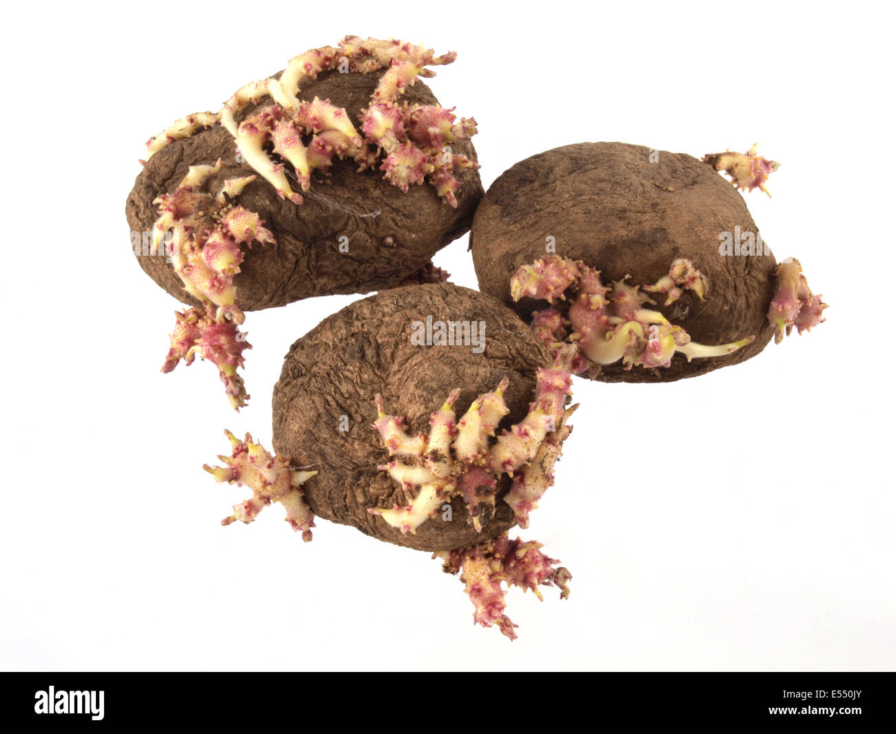Close up of old potatoes that have started sprouting . Stock Photo