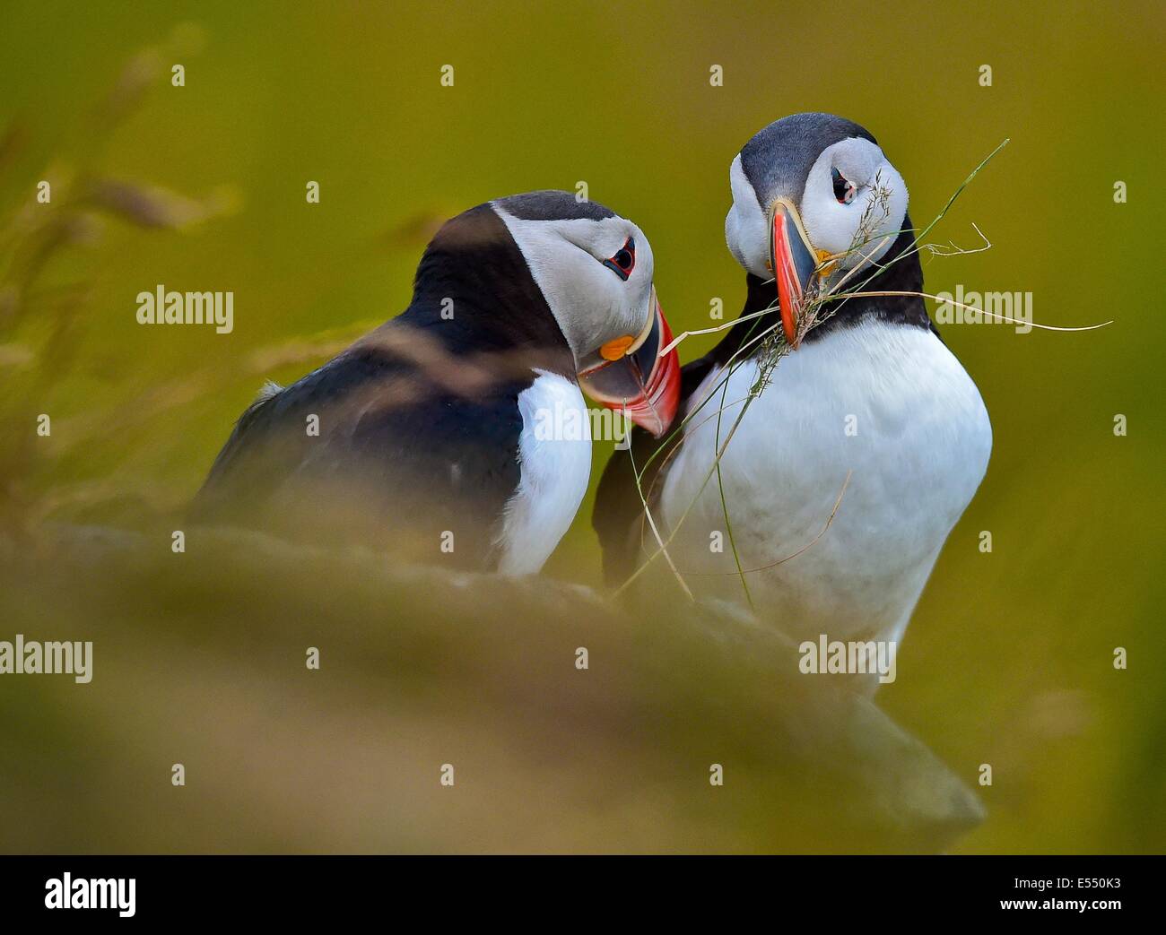 Alesund, Norway. 12th July, 2014. Two Atlantic puffins (Fratercula arctica) is pictured on Norwegian island Runde (Goksøyr) near Alesund, Norway, 12 July 2014. The Atlantic puffin is about as tall as a domestic pigeon. Photo: Patrick Pleul/dpa/Alamy Live News Stock Photo