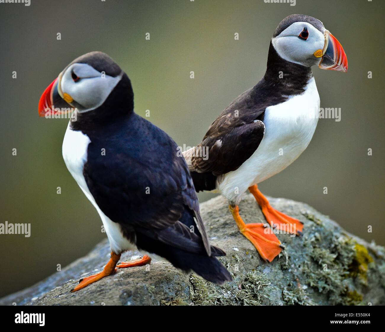 Alesund, Norway. 12th July, 2014. Two Atlantic puffins (Fratercula arctica) is pictured on Norwegian island Runde (Goksøyr) near Alesund, Norway, 12 July 2014. The Atlantic puffin is about as tall as a domestic pigeon. Photo: Patrick Pleul/dpa/Alamy Live News Stock Photo