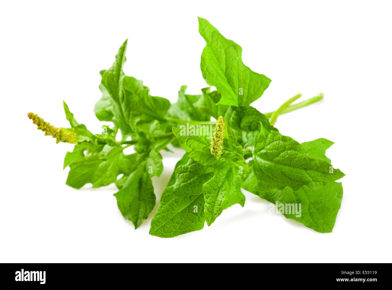 Wild spinach isolated on white Stock Photo