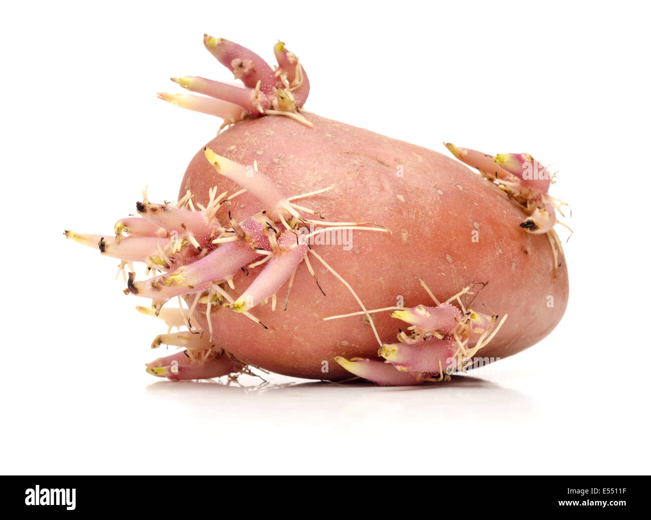 potato with sprouts Stock Photo