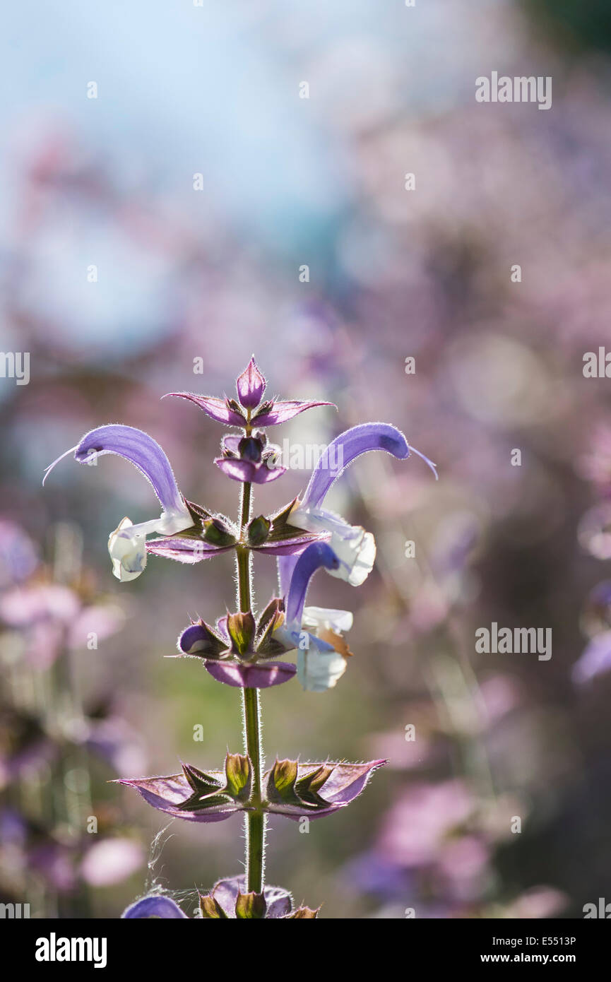 Salvia Sclarea 'Clary' . Clary Sage Stock Photo