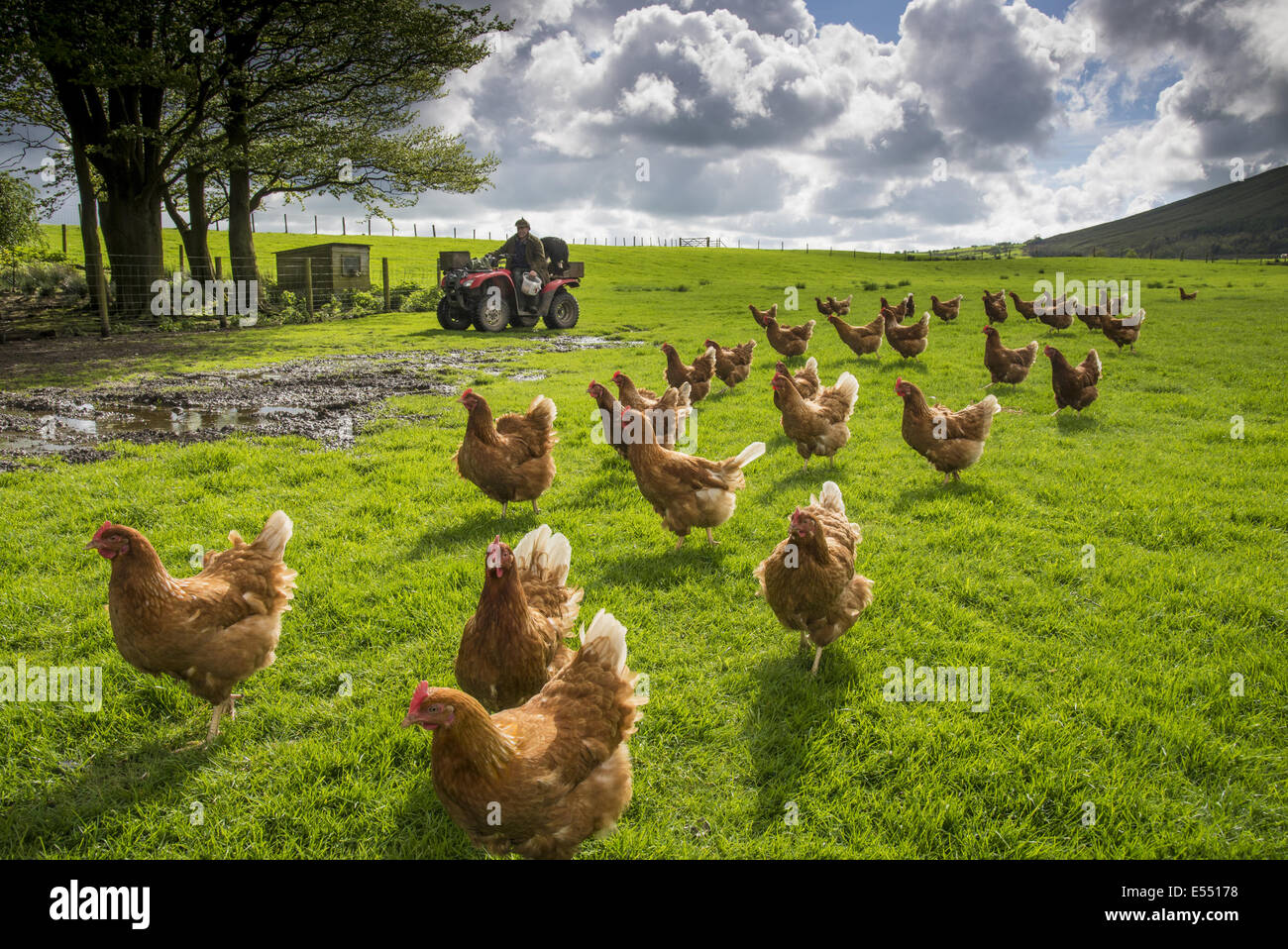 Domestic Chicken, freerange hens, flock in pasture, being fed by farmer on quadbike, Chipping, Lancashire, England, May Stock Photo