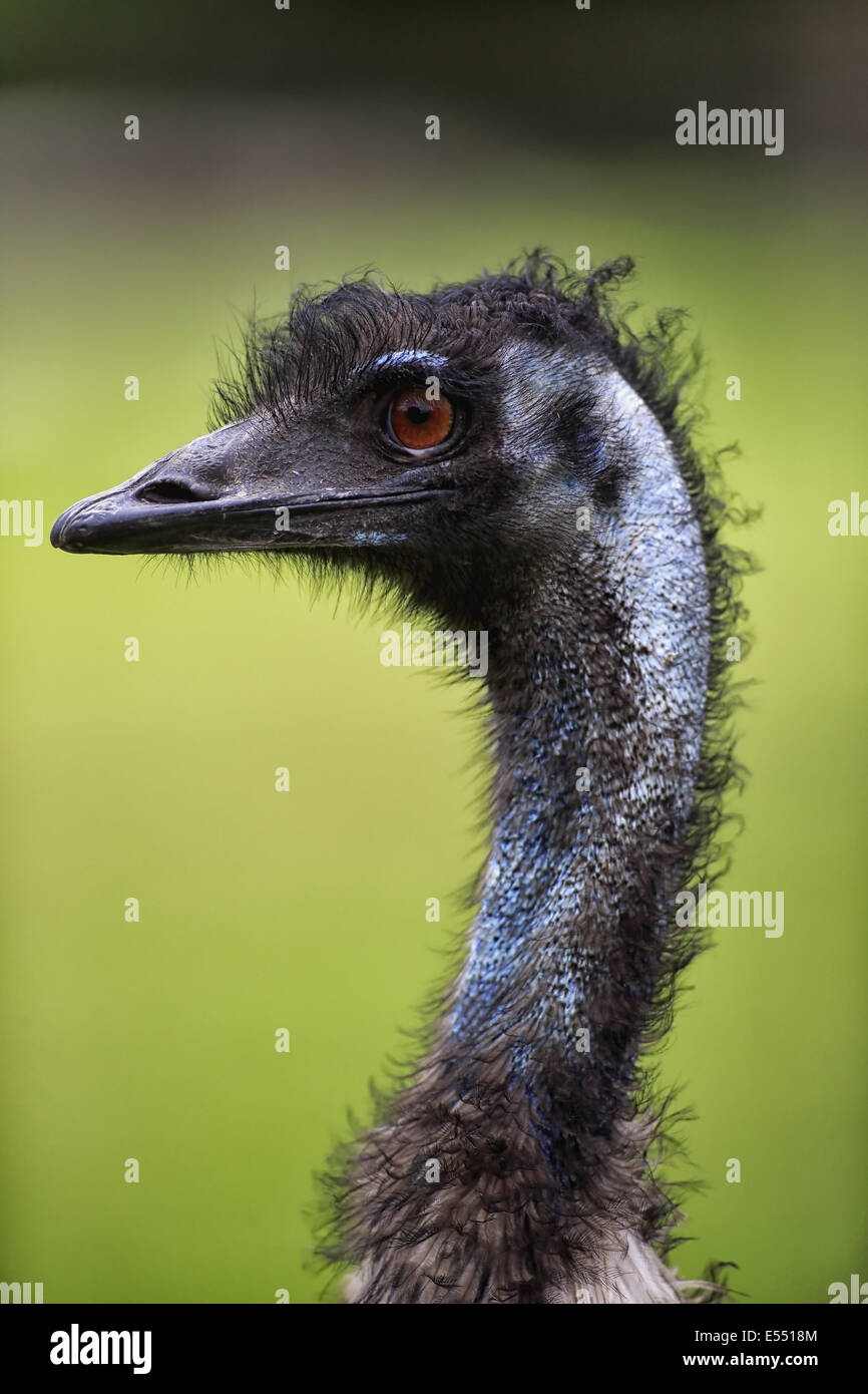 Close up emu bird hi-res stock photography and images - Alamy
