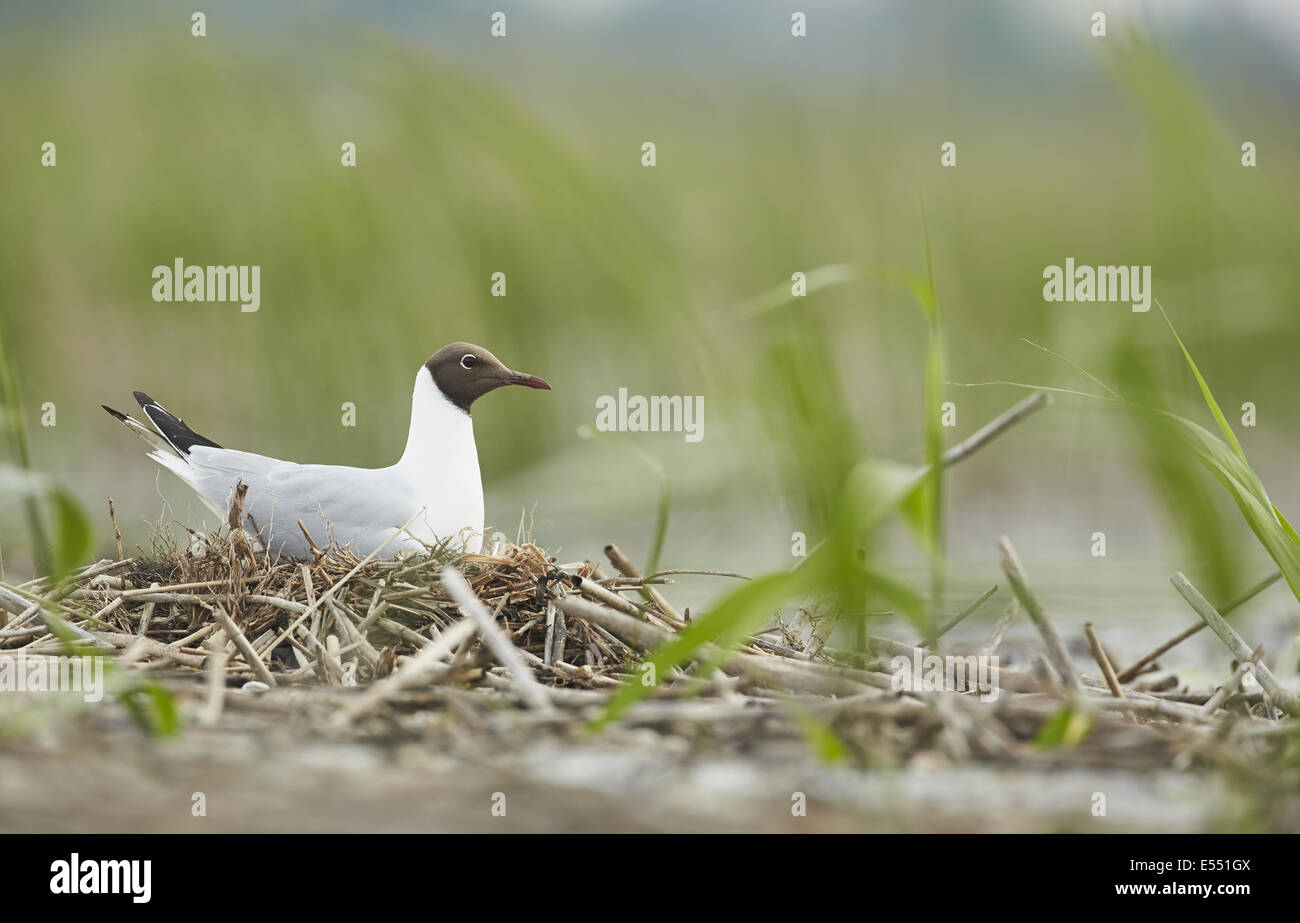 Black-headed Gull (Chroicocephalus ridibundus) adult, breeding plumage, sitting on nest in old reedbed, Bulgaria, May Stock Photo