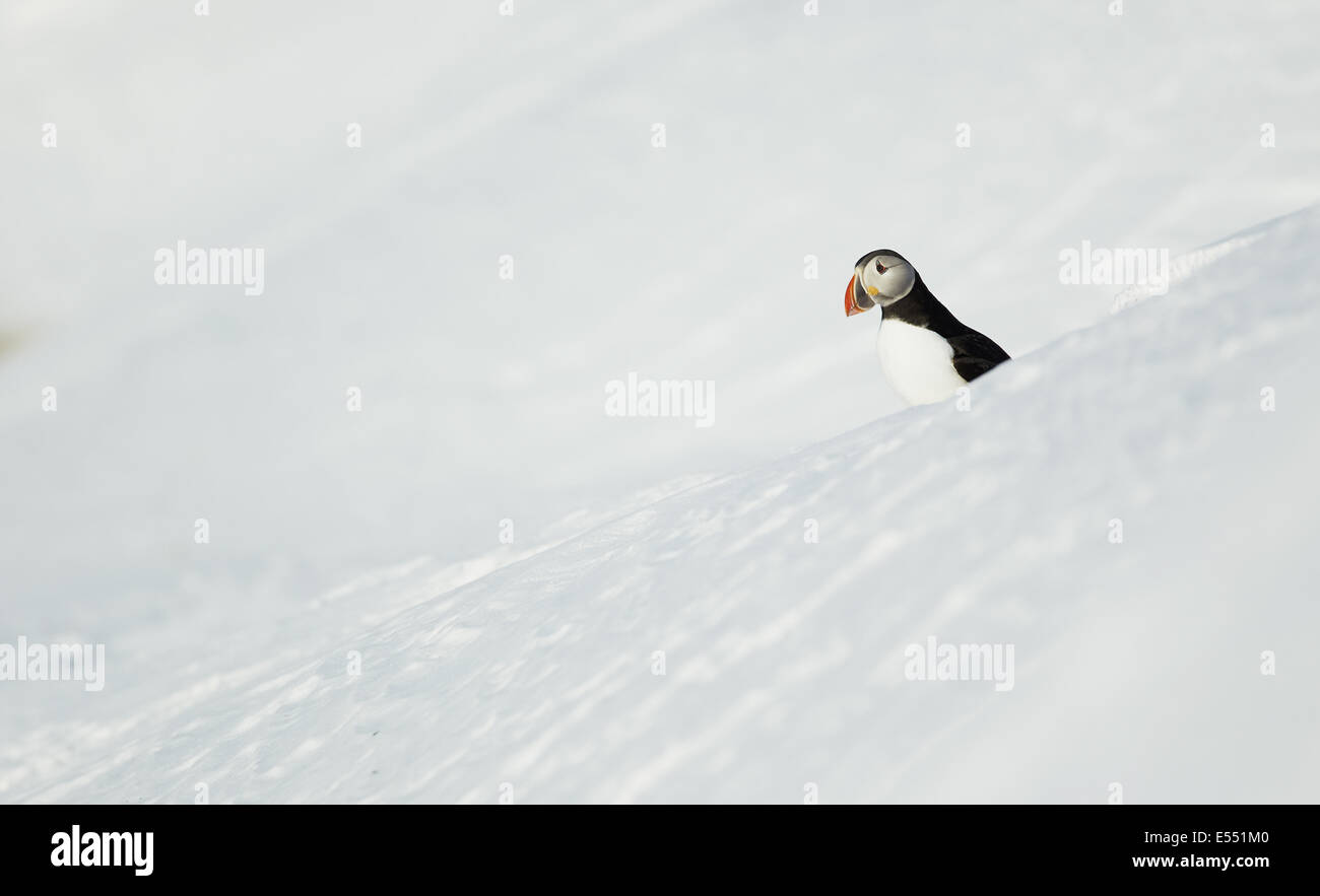 Atlantic Puffin (Fratercula arctica) adult, breeding plumage, standing ...