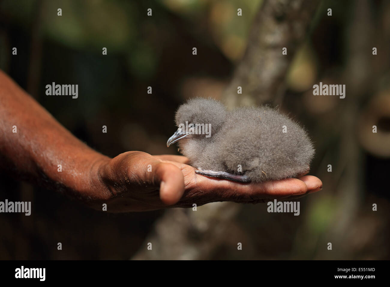 Audubon's Shearwater (Puffinus lherminieri lherminieri) chick, sitting on human hand, Tobago, Trinidad and Tobago, April Stock Photo
