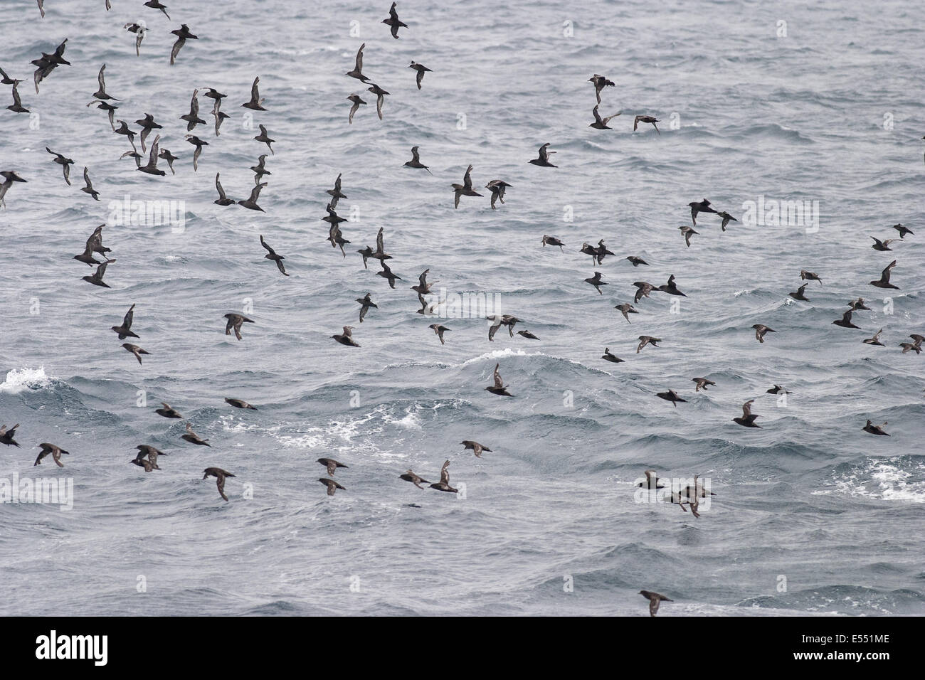 Short-tailed Shearwater (Puffinus tenuirostris) flock, in flight over ocean, North Pacific, June Stock Photo