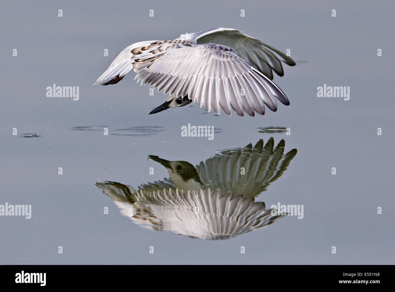 Whiskered Tern (Chlidonias hybrida) juvenile, in flight, feeding close to surface of pond with reflection, Hong Kong, China, October Stock Photo