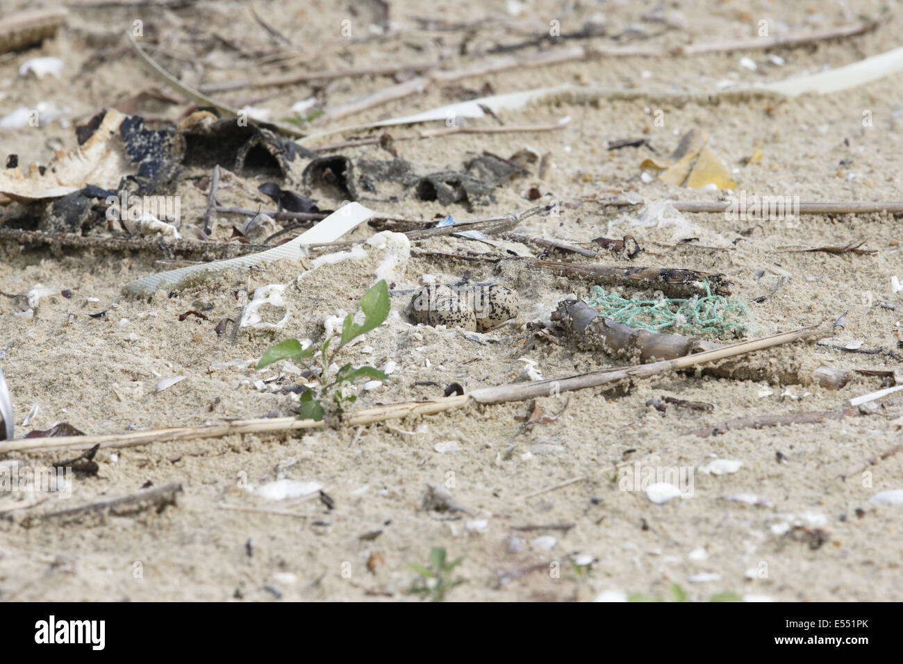 White-faced Plover (Charadrius dealbatus) three eggs in nest, amongst debris on beach, Hong Kong, China, May Stock Photo