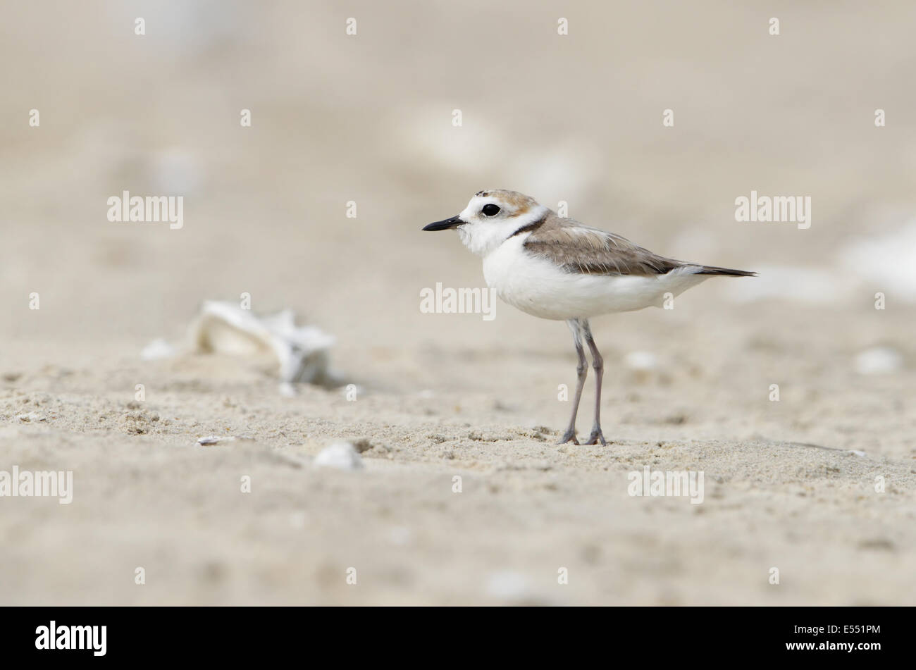 White-faced Plover (Charadrius dealbatus) adult male, breeding plumage, standing on beach, Hong Kong, China, May Stock Photo