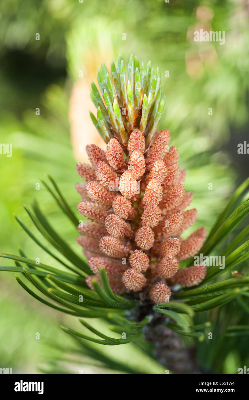 mugo pine on blurred background Stock Photo