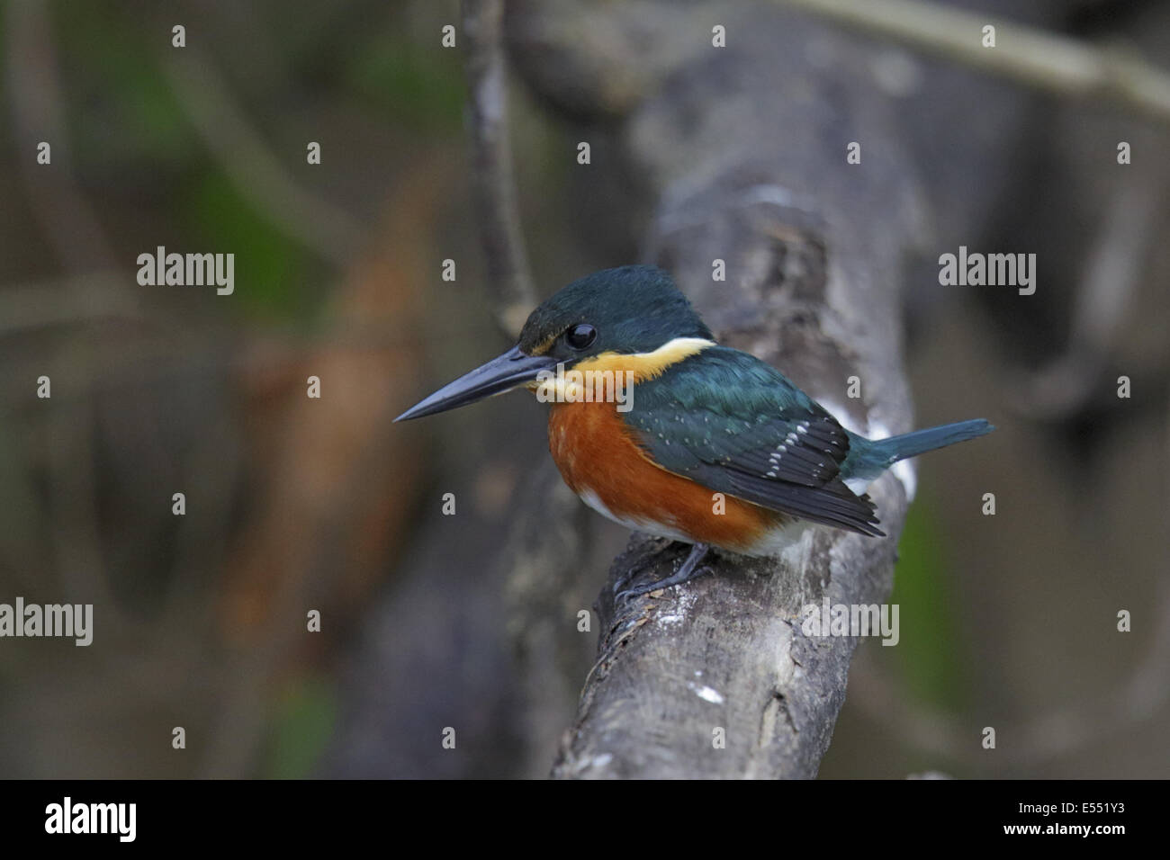 American Pygmy Kingfisher (Chloroceryle aenea) adult male, perched on branch, Cano Negro, Costa Rica, February Stock Photo