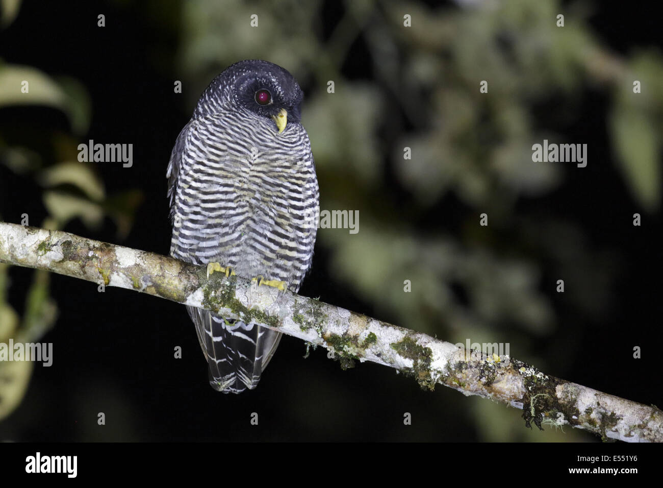 San Isidro Owl (Strix sp.) 'Mystery Owl' possibly new species or Black-and-white Owl (Strix nigrolineata) x Black-banded Owl (Strix huhula) hybrid, adult, perched on branch in montane rainforest at night, San Isidro, Andes, Napo Province, Ecuador, Februar Stock Photo