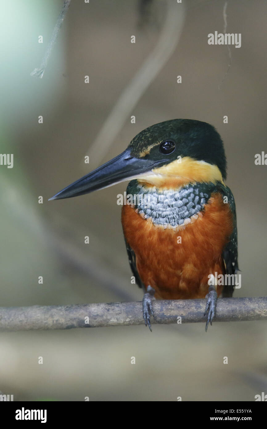 Green-and-rufous Kingfisher (Chloroceryle inda) adult female, perched on twig, Cano Negro, Costa Rica, March Stock Photo