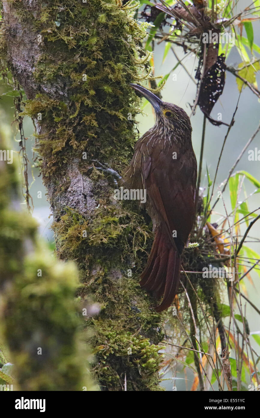 Strong-billed Woodcreeper (Xiphocolaptes promeropirhynchus) adult, foraging on branch, Guango, Andes, Napo Province, Ecuador, February Stock Photo