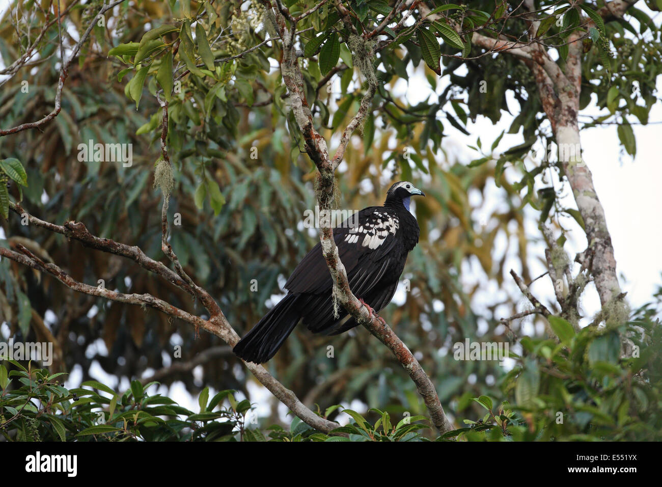 Trinidad Piping-guan (Pipile pipile) adult, perched on branch, Trinidad, Trinidad and Tobago, April Stock Photo