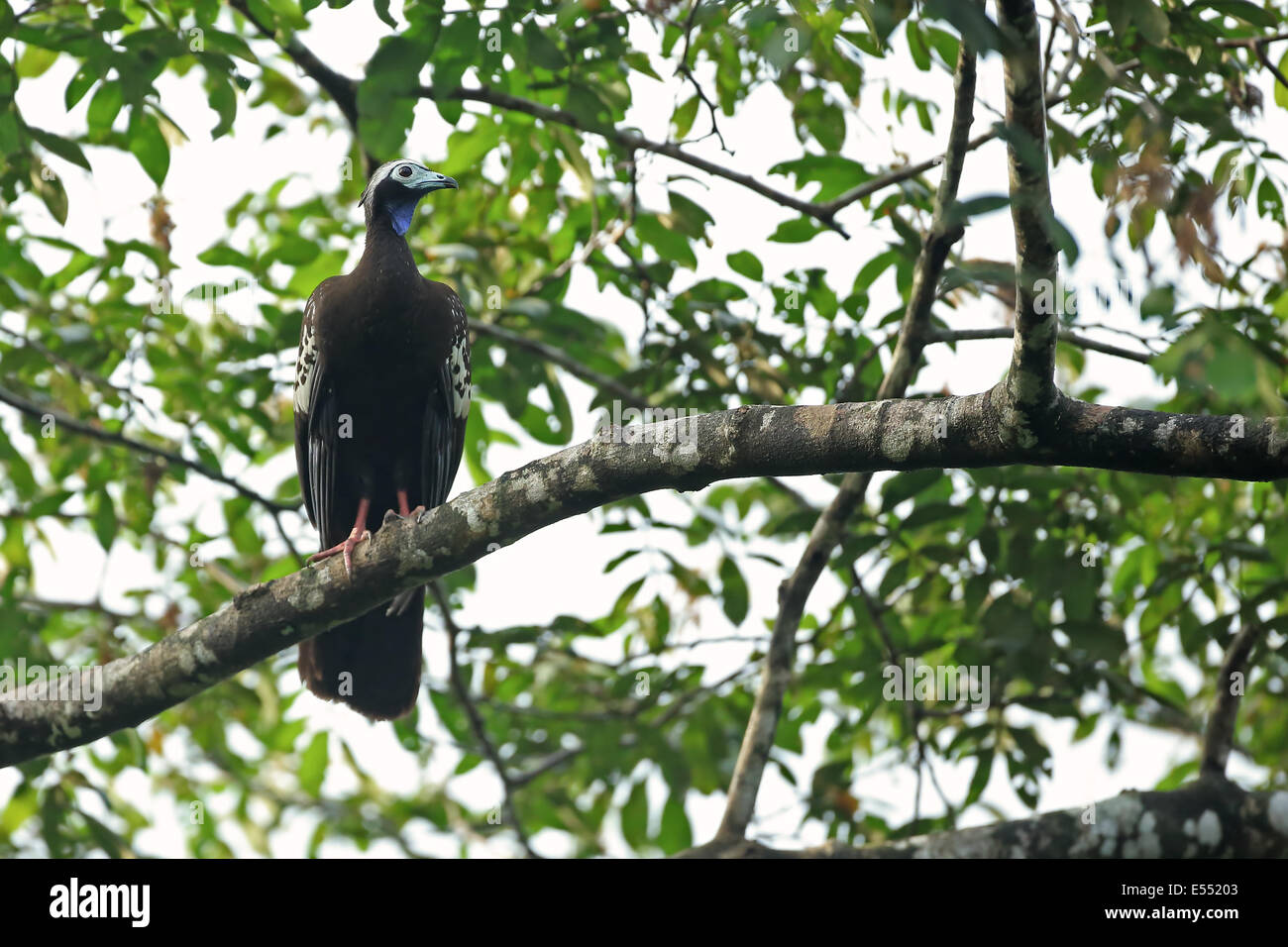 Trinidad Piping-guan (Pipile pipile) adult, perched on branch, Trinidad, Trinidad and Tobago, March Stock Photo