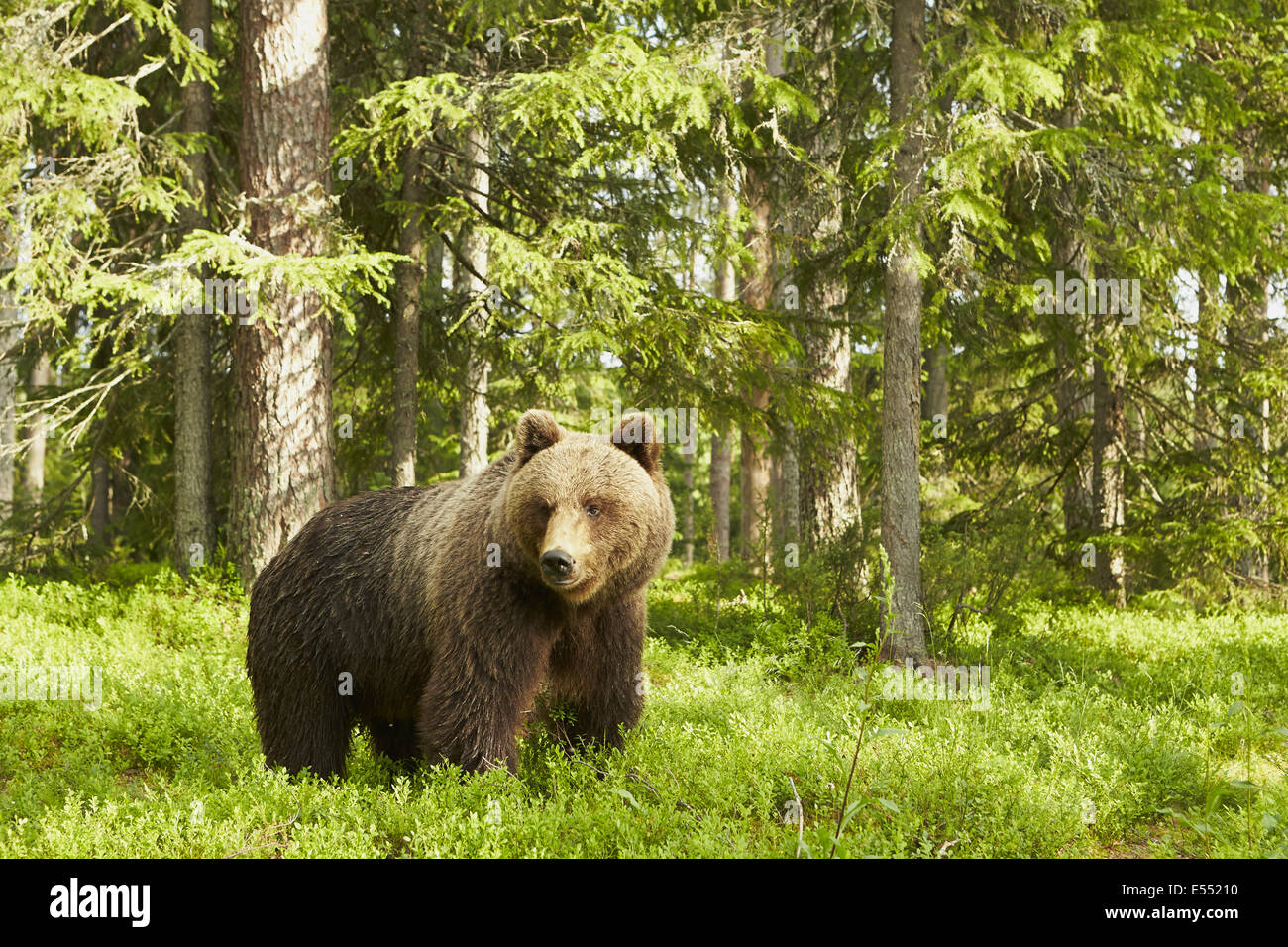 European Brown Bear (Ursus arctos arctos) adult female, standing in ...