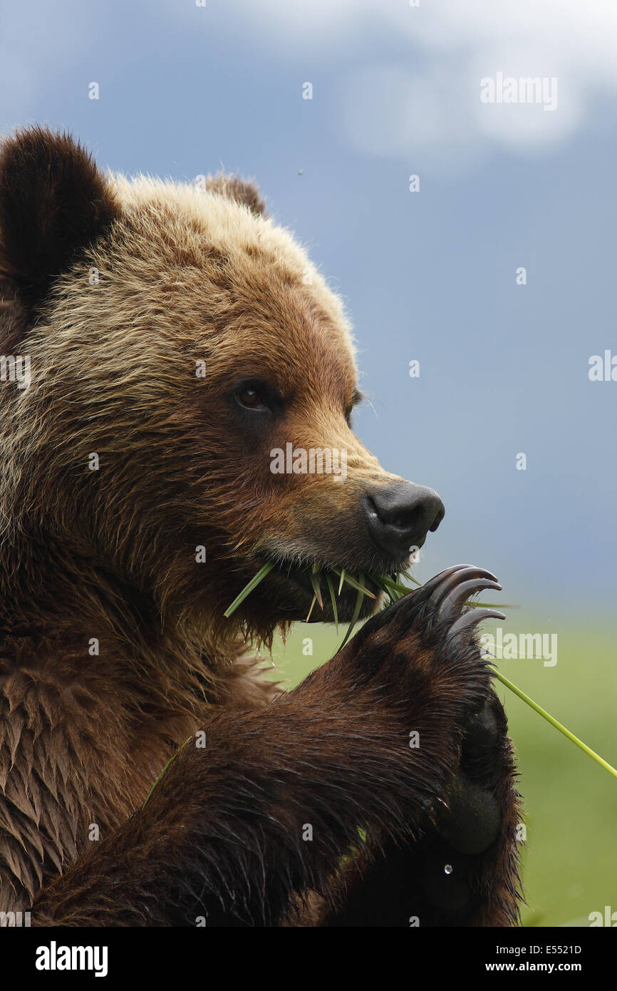 Grizzly Bear (Ursus arctos horribilis) adult, close-up of head and front paws, feeding on sedges in clearing of temperate coastal rainforest, Inside Passage, Coast Mountains, Great Bear Rainforest, British Columbia, Canada, June Stock Photo