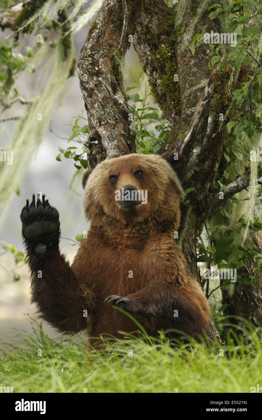 Grizzly Bear (Ursus arctos horribilis) adult, scratching back against Pacific Crabapple (Malus fusca) trunk, in clearing of temperate coastal rainforest, Inside Passage, Coast Mountains, Great Bear Rainforest, British Columbia, Canada, June Stock Photo